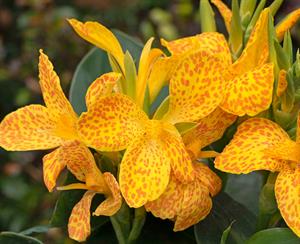  Canna Cannova Gold Leopard